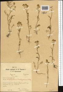 Rorippa brachycarpa (C. A. Mey.) Hayek, Middle Asia, Northern & Central Kazakhstan (M10) (Kazakhstan)