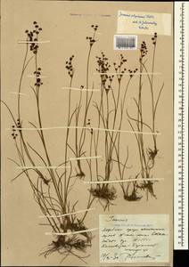 Juncus alpinoarticulatus Chaix, Caucasus, Stavropol Krai, Karachay-Cherkessia & Kabardino-Balkaria (K1b) (Russia)