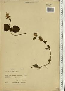 Lamium galeobdolon subsp. galeobdolon, Eastern Europe, Western region (E3) (Russia)