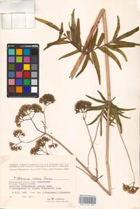 Valeriana dubia Bunge, Eastern Europe, Lower Volga region (E9) (Russia)