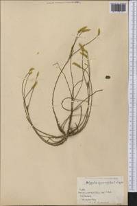 Polygala squamifolia Wright ex Griseb., America (AMER) (Cuba)