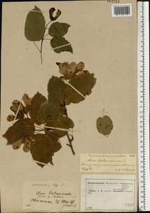 Acer tataricum L., Eastern Europe, Central forest-and-steppe region (E6) (Russia)