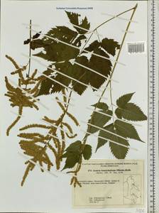 Aruncus dioicus var. kamtschaticus (Maxim.) Hara, Siberia, Chukotka & Kamchatka (S7) (Russia)