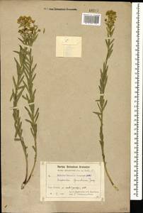 Euphorbia seguieriana Neck., Caucasus, Armenia (K5) (Armenia)