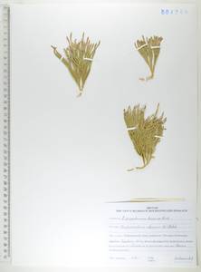 Diphasiastrum alpinum (L.) Holub, Siberia, Russian Far East (S6) (Russia)
