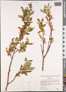 Salix hastata L., Siberia, Russian Far East (S6) (Russia)