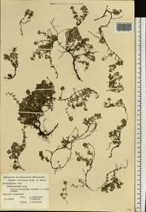 Thymus calcareus Klokov & Des.-Shost., Eastern Europe, Central forest-and-steppe region (E6) (Russia)