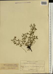 Thymus pannonicus All., Eastern Europe, South Ukrainian region (E12) (Ukraine)