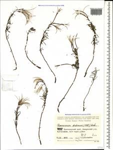 Chamaenerion dodonaei (Vill.) Schur ex Fuss., Caucasus, Black Sea Shore (from Novorossiysk to Adler) (K3) (Russia)