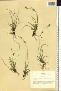 Carex diluta M.Bieb., Siberia, Altai & Sayany Mountains (S2) (Russia)