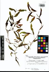 Potamogeton × nitens Weber, Siberia, Baikal & Transbaikal region (S4) (Russia)
