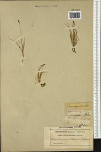 Carex rupestris All., Western Europe (EUR) (Sweden)