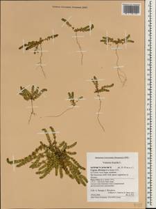 Valantia hispida L., South Asia, South Asia (Asia outside ex-Soviet states and Mongolia) (ASIA) (Cyprus)
