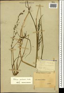 Lolium pratense (Huds.) Darbysh., Caucasus, Stavropol Krai, Karachay-Cherkessia & Kabardino-Balkaria (K1b) (Russia)