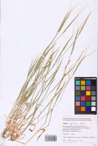 Aegilops cylindrica Host, Eastern Europe, Lower Volga region (E9) (Russia)