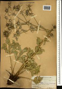 Eryngium billardierei F.Delaroche, Caucasus, Armenia (K5) (Armenia)
