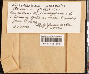 Niphotrichum ericoides (Brid.) Bedn.-Ochyra & Ochyra, Bryophytes, Bryophytes - Chukotka & Kamchatka (B21) (Russia)