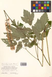 Actaea simplex (DC.) Wormsk. ex Fisch. & C. A. Mey., Siberia, Russian Far East (S6) (Russia)