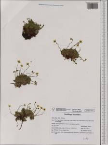 Saxifraga bryoides L., Western Europe (EUR) (Italy)