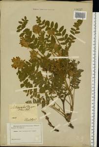 Astragalus dasyanthus Pall., Eastern Europe, South Ukrainian region (E12) (Ukraine)