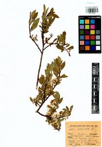 Salix divaricata Pall., Siberia, Baikal & Transbaikal region (S4) (Russia)