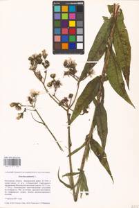 Sonchus palustris L., Eastern Europe, Moscow region (E4a) (Russia)