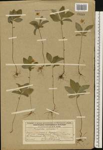 Lysimachia europaea (L.) U.Manns & Anderb., Eastern Europe, Volga-Kama region (E7) (Russia)