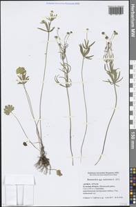Ranunculus auricomus L., Eastern Europe, Central region (E4) (Russia)
