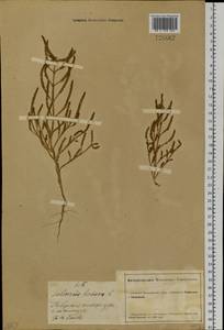 Salicornia europaea (Moss) Lambinon & Vanderp., Siberia, Altai & Sayany Mountains (S2) (Russia)