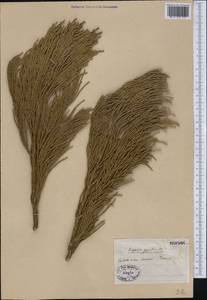 Sequoiadendron giganteum (Lindl.) J.T. Buchholz, America (AMER) (Russia)