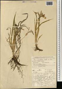 Iris uniflora Pall. ex Link, Mongolia (MONG) (Mongolia)