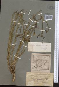 Linum perenne L., Middle Asia, Pamir & Pamiro-Alai (M2) (Tajikistan)