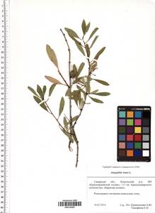 Prunus tenella Batsch, Eastern Europe, Middle Volga region (E8) (Russia)