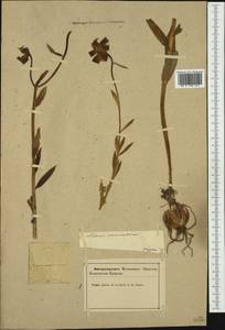 Lilium carniolicum Bernh. ex W.D.J.Koch, Western Europe (EUR) (Slovenia)