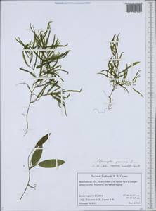 Potamogeton gramineus L., Eastern Europe, Central forest region (E5) (Russia)
