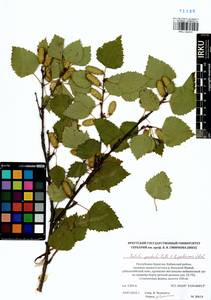 Betula pendula × pubescens, Siberia, Baikal & Transbaikal region (S4) (Russia)
