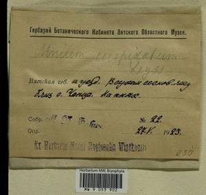 Plagiomnium cuspidatum (Hedw.) T.J. Kop., Bryophytes, Bryophytes - Permsky Krai, Udmurt Republic, Sverdlovsk & Kirov Oblasts (B8) (Russia)