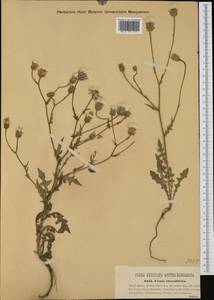 Crepis foetida subsp. rhoeadifolia (M. Bieb.) Celak., Western Europe (EUR) (Austria)