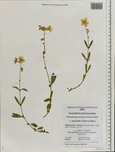 Helianthemum nummularium subsp. nummularium, Eastern Europe, Northern region (E1) (Russia)