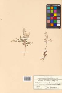 Rorippa palustris (L.) Besser, Siberia, Russian Far East (S6) (Russia)