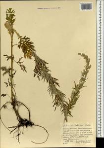 Artemisia rubripes Nakai, Mongolia (MONG) (Mongolia)