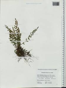 Woodsia ilvensis (L.) R. Br., Siberia, Baikal & Transbaikal region (S4) (Russia)