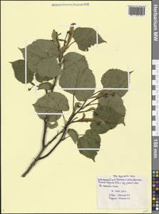 Tilia croizatii Chun & H. D. Wong, Caucasus, Black Sea Shore (from Novorossiysk to Adler) (K3) (Russia)