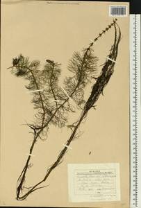 Myriophyllum verticillatum L., Eastern Europe, Central forest region (E5) (Russia)