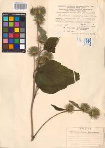 Arctium nemorosum Lej., Eastern Europe, West Ukrainian region (E13) (Ukraine)