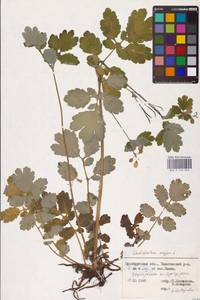 Chelidonium majus L., Eastern Europe, Eastern region (E10) (Russia)