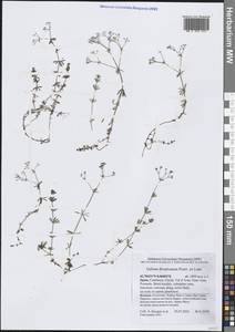 Galium divaricatum Pourr. ex Lam., Western Europe (EUR) (Spain)