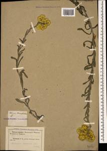 Helichrysum arenarium (L.) Moench, Caucasus, Krasnodar Krai & Adygea (K1a) (Russia)
