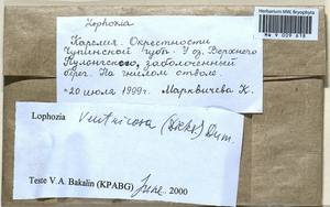 Lophozia ventricosa (Dicks.) Dumort., Bryophytes, Bryophytes - Karelia, Leningrad & Murmansk Oblasts (B4) (Russia)