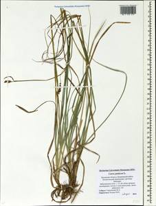 Carex panicea L., Eastern Europe, North-Western region (E2) (Russia)